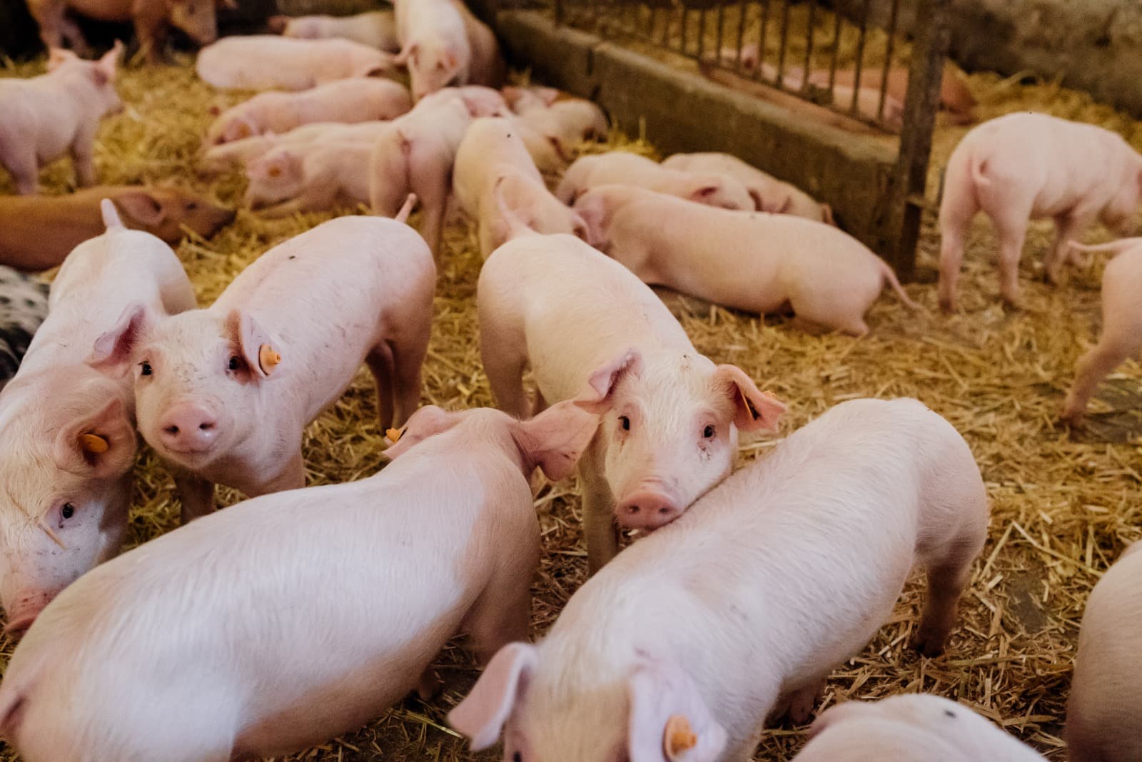 Biopark e Faculdade Donaduzzi levam Inteligência Artificial ao campo