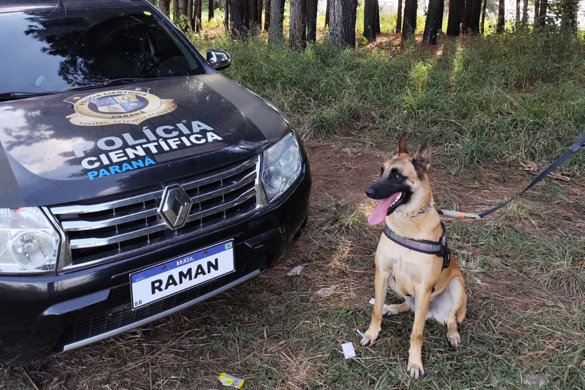 "Cão perito" do Paraná é um dos únicos especialistas em detecção de vestígios de sangue no Brasil