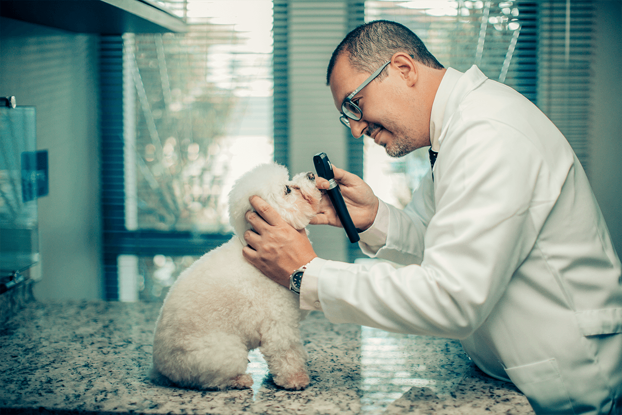 Clínica veterinária de Toledo cresce com foco em bem-estar animal em parceria sólida com o Sicredi