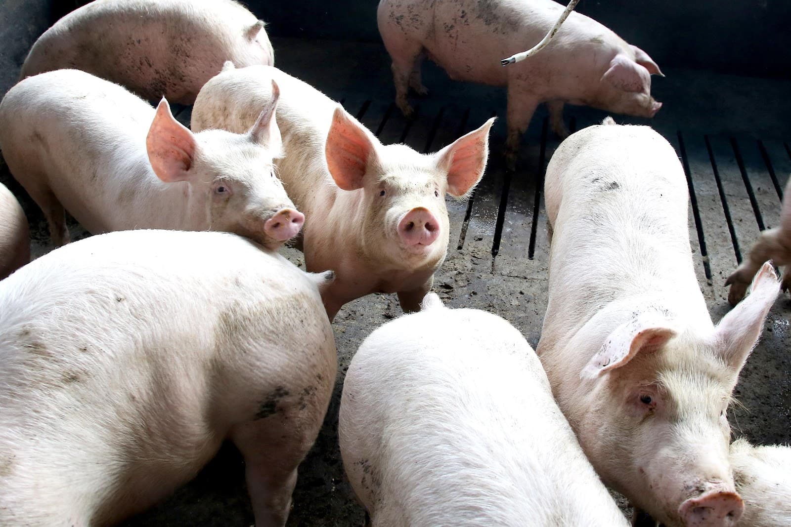 Paraná lidera fornecimento de carne suína para o mercado nacional pelo 8º ano seguido