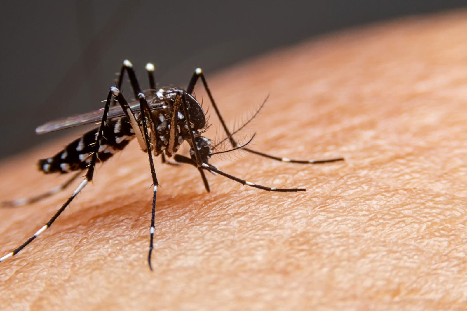 Combate à dengue é primeiro desafio de coalizão global de saúde