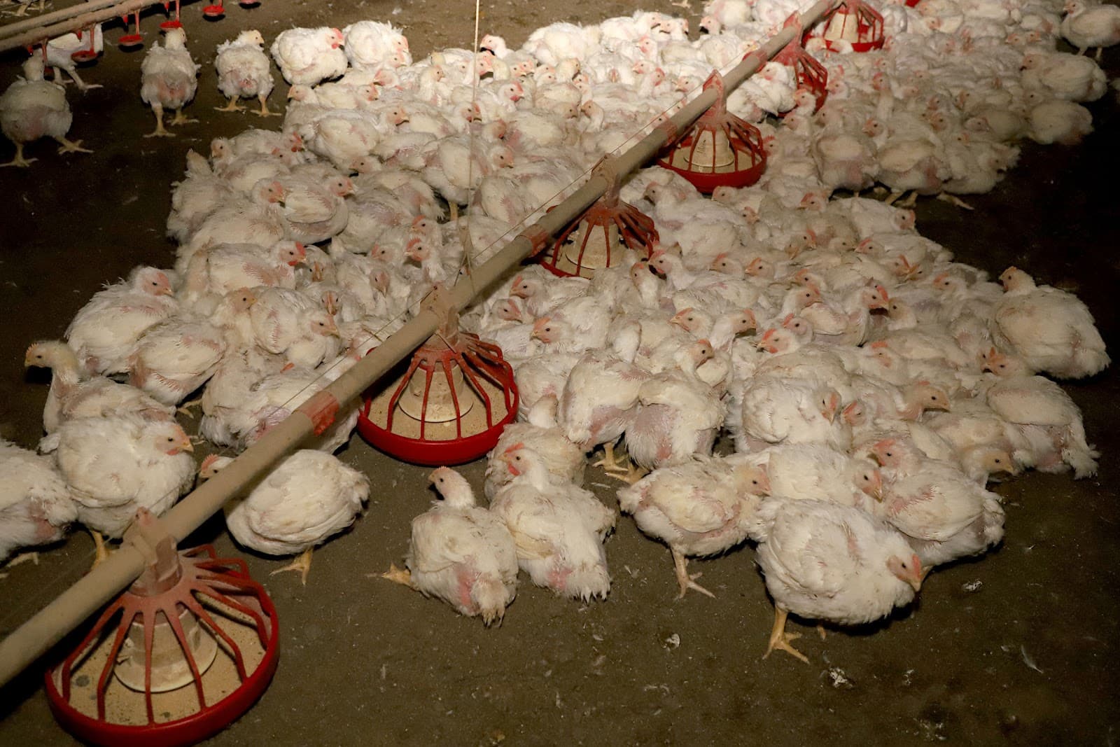 Paraná bate recorde na produção de frangos, suínos, bovinos, leite e ovos em 2025