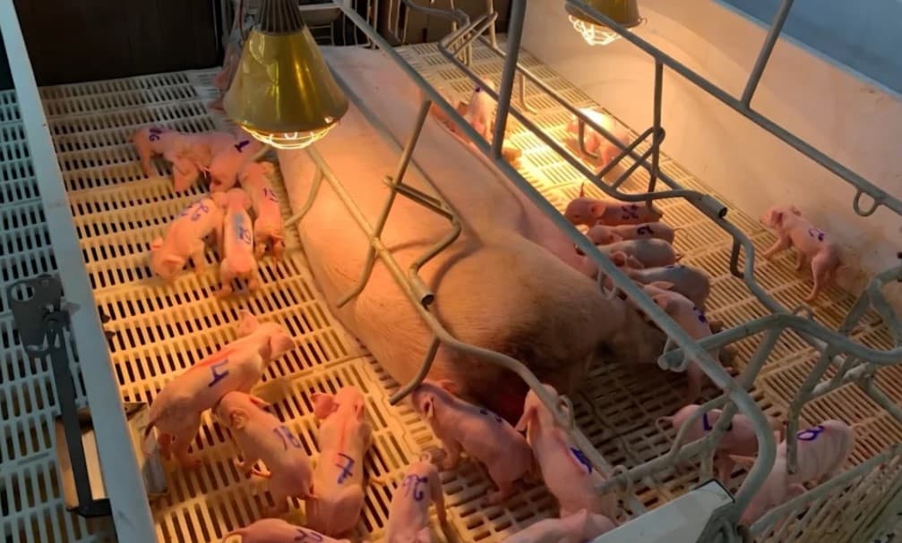 Porca surpreende granja ao dar à luz a 33 leitões