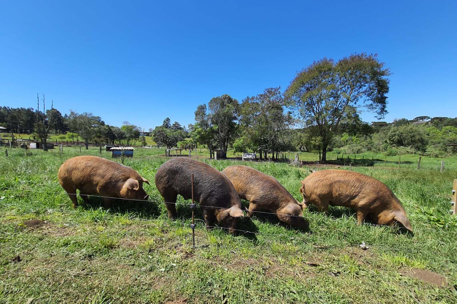 Paraná terá Câmara Técnica do Porco Crioulo na Secretaria da Agricultura