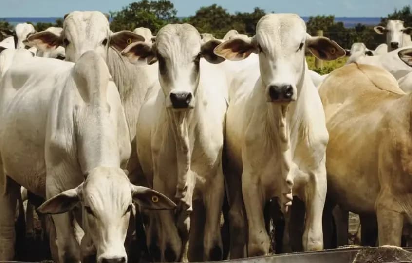 União Europeia oficializa veto à carne brasileira a partir de setembro