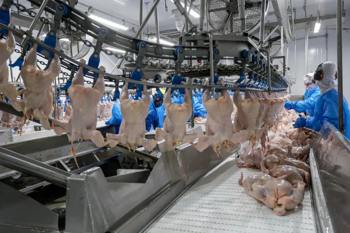 Relatório Latino-Americano de Carne de Frango tem nova edição
